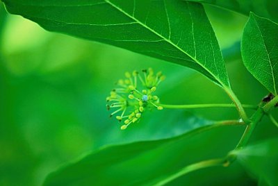 Nyssa sylvatica - tupela lesní - květenství 2